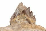 Fossil Primitive Whale (Basilosaur) Jaw Section - Morocco #217825-3